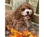 Puppy 4 Cavapoo-Poodle (Toy) Mix