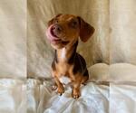 Small #1 Dachshund Mix