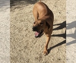 Small Photo #123 Rhodesian Ridgeback Puppy For Sale in MORONGO VALLEY, CA, USA