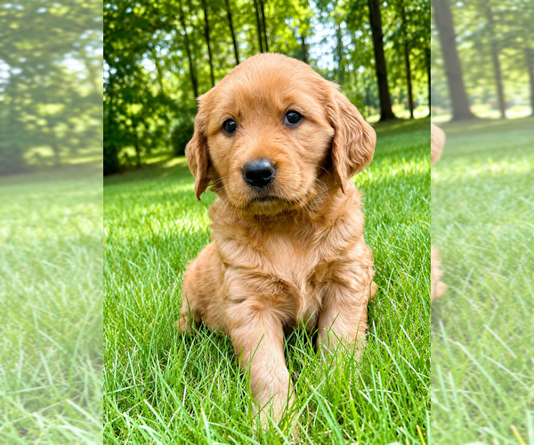Medium Photo #5 Golden Retriever Puppy For Sale in FAIR HAVEN, MI, USA