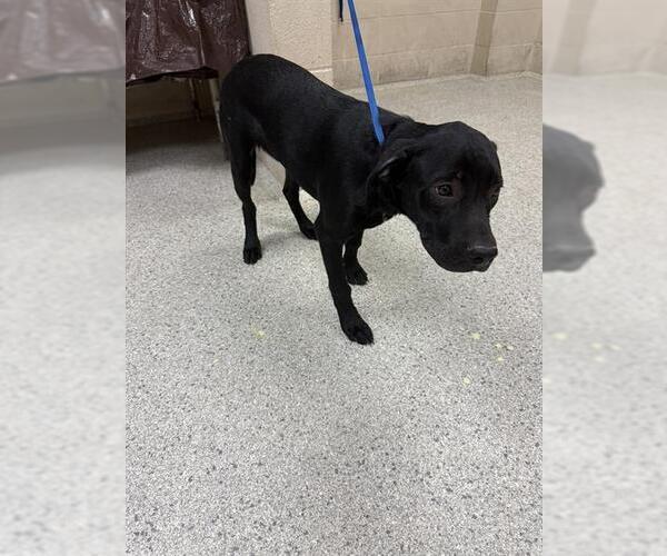 Medium Photo #1 Labrador Retriever-Unknown Mix Puppy For Sale in Conroe, TX, USA