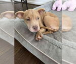 Small #2 American Pit Bull Terrier-American Staffordshire Terrier Mix