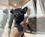 Small Photo #6 French Bulldog Puppy For Sale in CLEARWATER, FL, USA