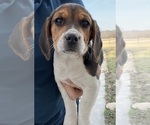 Small #1 Beagle