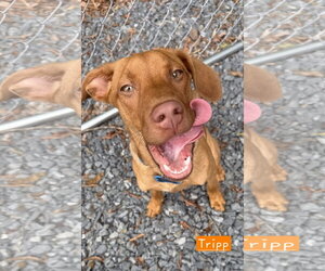 Carolina Dog-Unknown Mix Dogs for adoption in Albemarle, NC, USA