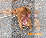 Small Carolina Dog Mix
