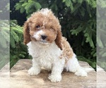 Small #2 Cavapoo (Miniature)