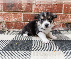 Pembroke Welsh Corgi Puppy for Sale in SPRINGDALE, Arkansas USA