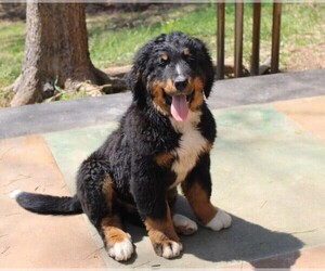 Bernedoodle Puppy for sale in MINEOLA, TX, USA