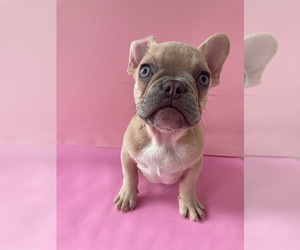 French Bulldog Puppy for sale in SAN FRANCISCO, CA, USA