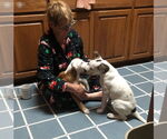 Small #6 American Pit Bull Terrier Mix