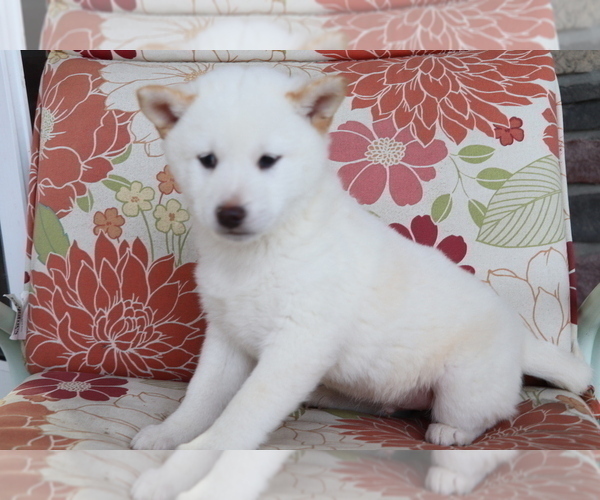 Medium Photo #4 Shiba Inu Puppy For Sale in SHILOH, OH, USA