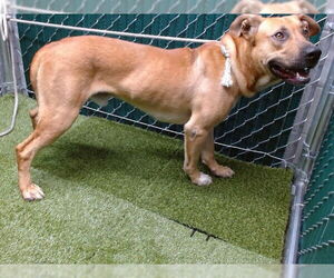 Medium American Pit Bull Terrier Mix