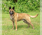 Small Photo #4 Belgian Malinois Puppy For Sale in GREENVILLE, SC, USA