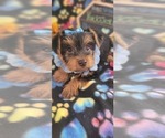 Small Photo #9 Yorkshire Terrier Puppy For Sale in AKRON, OH, USA