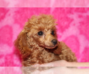 Mother of the Poodle (Toy) puppies born on 09/17/2019
