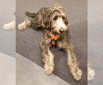 Small #3 Labradoodle