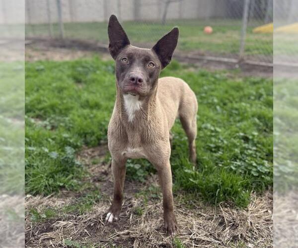 Medium Photo #1 Siberian Husky-Unknown Mix Puppy For Sale in Modesto, CA, USA