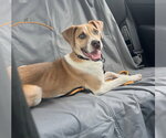 Small #1 American Pit Bull Terrier-Labrador Retriever Mix