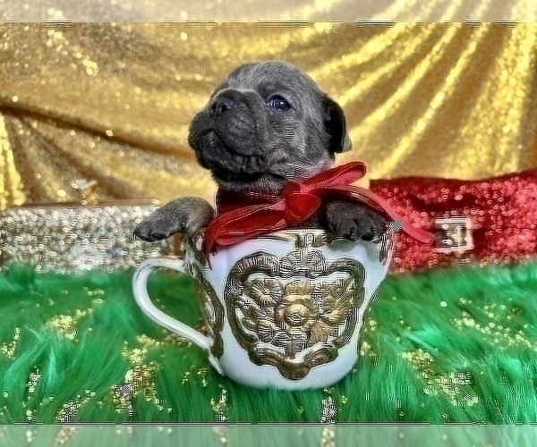 Medium Photo #71 French Bulldog Puppy For Sale in HAYWARD, CA, USA