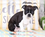 Small #2 Boston Terrier