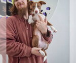 Small #3 Border Collie-Whippet Mix