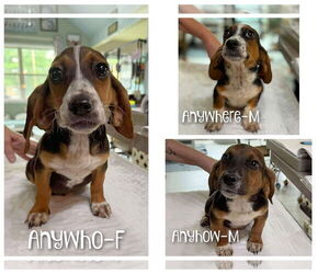 Bagle Hound Dogs for adoption in Benton, LA, USA