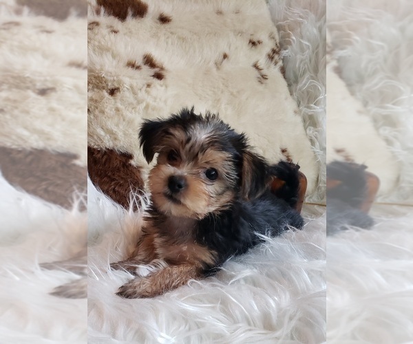 Medium Photo #42 Shorkie Tzu Puppy For Sale in NEVADA, TX, USA