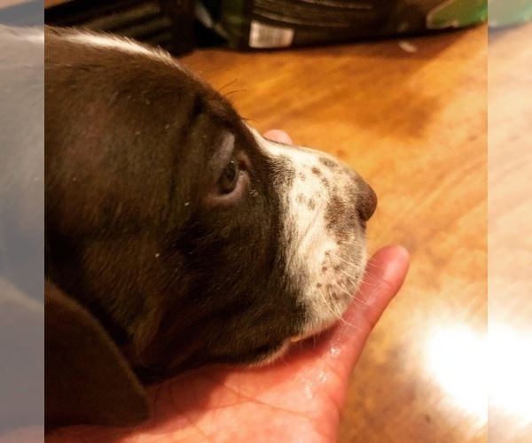 Medium Photo #8 German Shorthaired Pointer Puppy For Sale in AMARILLO, TX, USA