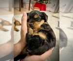 Small Photo #6 Yorkshire Terrier Puppy For Sale in PALM BAY, FL, USA
