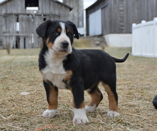 Medium Photo #4 Greater Swiss Mountain Dog Puppy For Sale in BELLEFONTE, PA, USA
