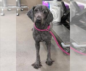 Poodle (Standard)-Unknown Mix Dogs for adoption in Forestville, MD, USA