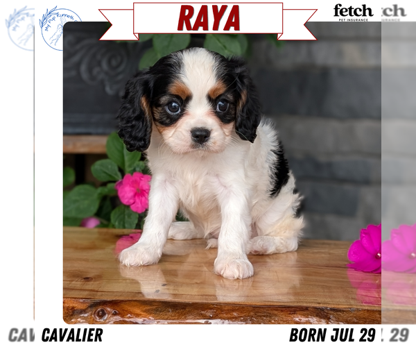 Medium Photo #1 Cavalier King Charles Spaniel Puppy For Sale in GOSHEN, IN, USA