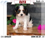 Puppy 3 Cavalier King Charles Spaniel
