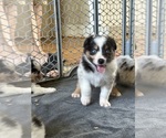 Small Photo #23 Australian Shepherd Puppy For Sale in GREER, SC, USA