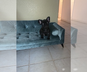 French Bulldog Puppy for sale in CHULA VISTA, CA, USA