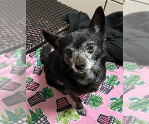 Chihuahua Dogs for adoption in Fort Wayne, IN, USA