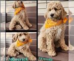 Small #3 Cavapoo-Poodle (Standard) Mix