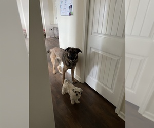 Anatolian Shepherd-Belgian Malinois Mix Puppy for sale in FAIRLAWN, VA, USA