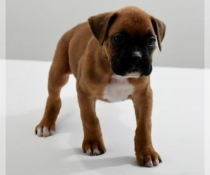Boxer Puppy for sale in SHIPSHEWANA, IN, USA