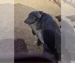 Small Photo #5 Labrador Retriever-Unknown Mix Puppy For Sale in Fort Worth, TX, USA