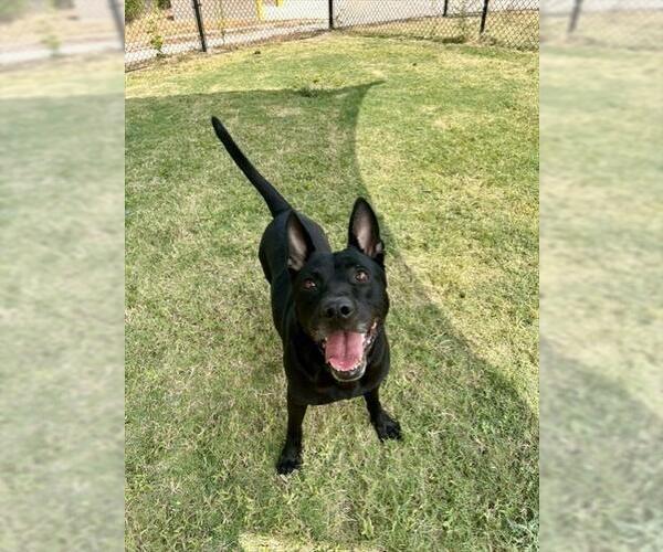 Medium Photo #2 German Shepherd Dog-Unknown Mix Puppy For Sale in Temple, TX, USA