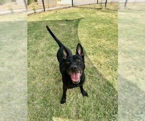 HICKORY - Male German Shepherd Dog-Unknown Mix Dog for Adoption - Photo #2