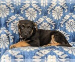 Small Photo #8 German Shepherd Dog Puppy For Sale in KIRKWOOD, PA, USA