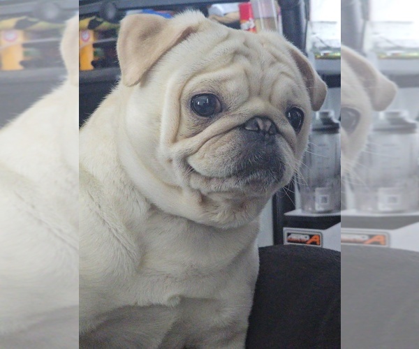 Medium Photo #1 Pug Puppy For Sale in NEW IPSWICH, NH, USA