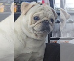 Small Photo #1 Pug Puppy For Sale in NEW IPSWICH, NH, USA
