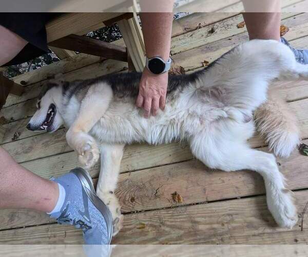 Medium Photo #11 Siberian Husky Puppy For Sale in Holly Springs, NC, USA