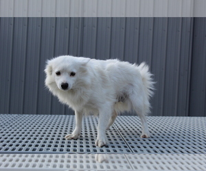 Mother of the American Eskimo Dog puppies born on 08/29/2021