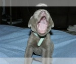 Puppy 2 Labrador Retriever