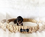 Small #6 Dachshund